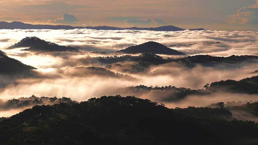 Dalat: Hiking the Mountain to observe the cloud and sunrise - Flora and plant explanations: why the guide part matters here