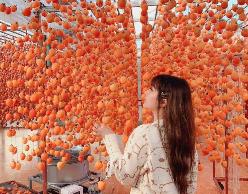 DaLat: Sunrise, Clouds, Peaceful Mornings from 4:00 to 10:00 - Strawberry farm tech: picking fruit without losing the plot