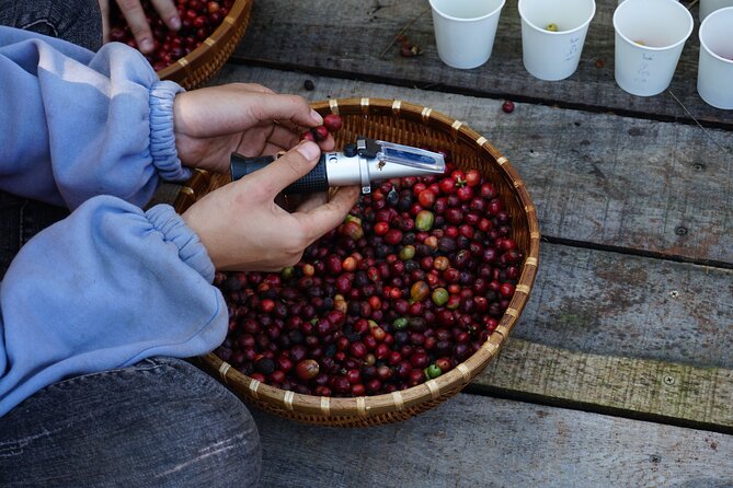Dalat's countryside|Coffee Plantations Tour beyond Elephant falls - Coffee Country Beyond Elephant Falls: What You’ll Actually Do