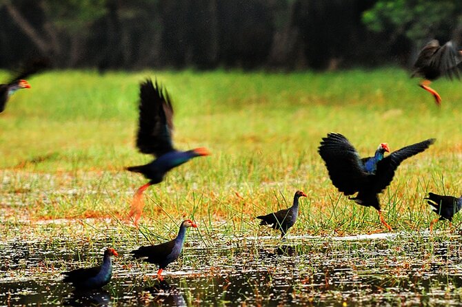 Discover Mua Xuan Nature Reserve - Wildlife you can realistically spot (and why the timing helps)
