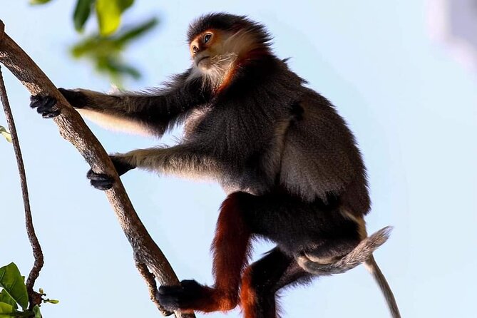 Endangered Monkeys Watching - Red Shanked Douc Langurs - Key highlights you’ll care about