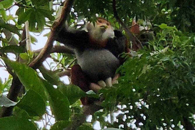 Endangered Monkeys Watching - Red Shanked Douc Langurs - Son Trà is the point: douc langurs up close