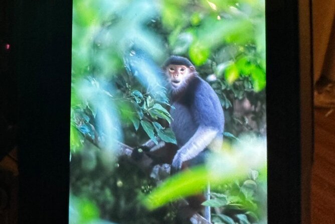 Endangered Monkeys Watching - Red Shanked Douc Langurs - Photo help: binocular spotting plus images you can keep