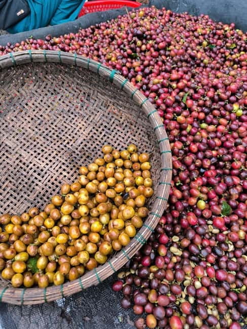 Experience specialty coffee with sustainable coffee farmers - The Farmer-Led Story: How Sustainable Coffee Shows Up in Flavor