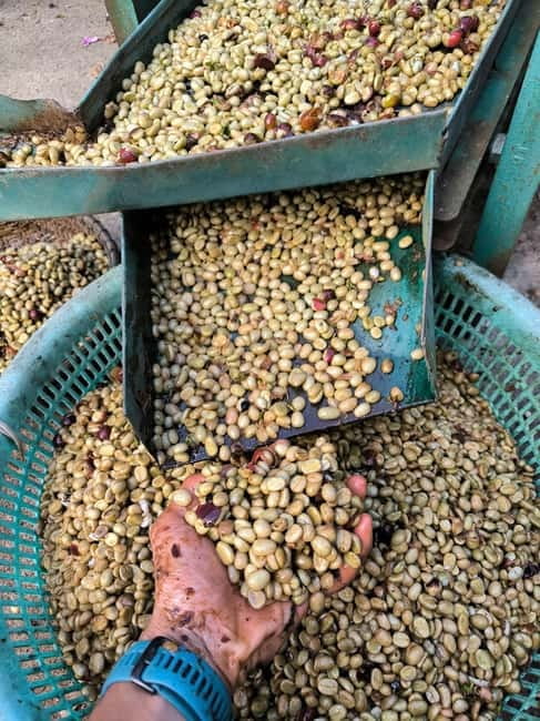 Experience specialty coffee with sustainable coffee farmers - Roasting Your Own Beans: From Green to Dark Brown