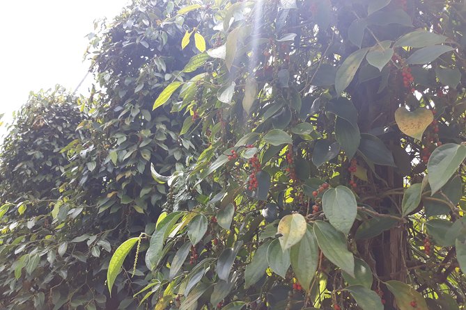 Explore the north of Phu Quoc island by private US Army Jeeps - Stop 1: Vườn Tiêu Hai Dương Pepper Farm (And the Coffee Tip)