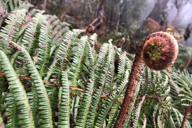 Exploring Fansipan: A 2-Day, 1-Night Trekking Adventure - Price and value: is $120 fair for an overnight guided climb?