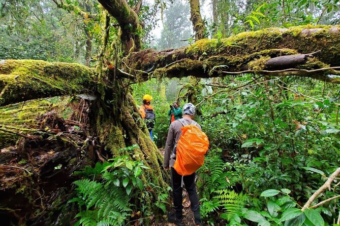 Fansipan Trek One Day Tour – Roof of Indochina - Walking the Hoang Lien Son route: vegetation shifts, possible wildlife, and steep terrain