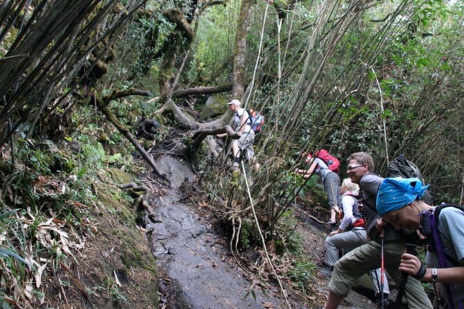 Fansipan Trek One Day Tour – Roof of Indochina - The descent and the late-afternoon return to Sapa