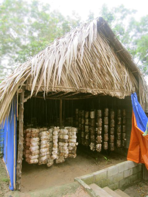 Farm-To-Table Healthy Cooking Class: Half-Day Tour - Mushroom house and rice cultivation: why these lessons matter