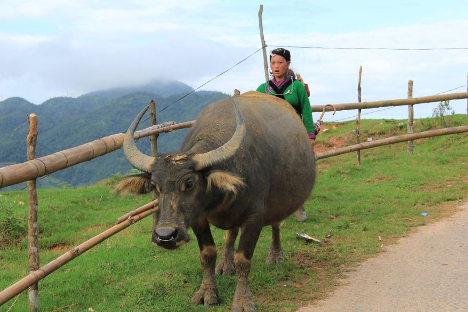 From Hanoi: 2-Day Sapa Cultural Exchange Tour with Homestay - FAQ
