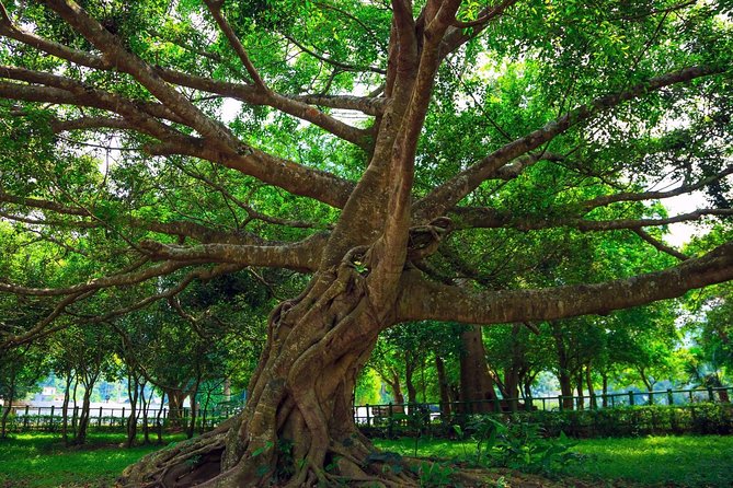 From Hanoi: Cuc Phuong National Park Day Trip by Private Car - Private Car, Pick-Up, and How the Day Flows