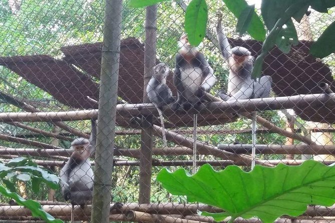 From Hanoi: Cuc Phuong National Park Day Trip by Private Car - Rainforest Trek With a Guide: What You’ll Actually Be Doing