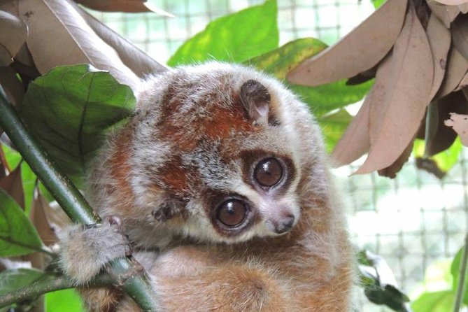 From Hanoi: Cuc Phuong National Park Day Trip by Private Car - Endangered Primate Rescue Centre: Conservation in Action