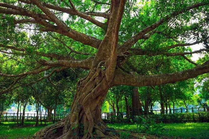 From Hanoi: Cuc Phuong National Park Day Trip by Private Car - English-Speaking Guides Who Actually Help