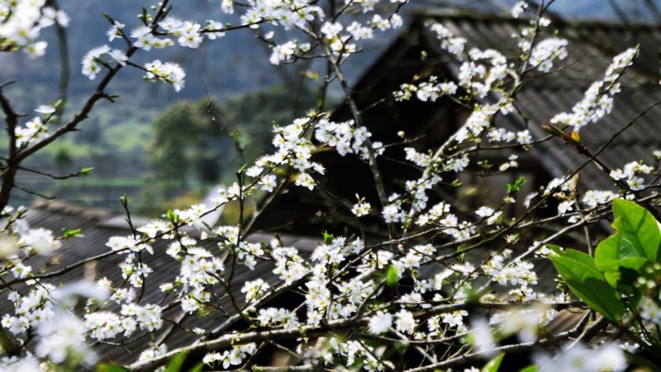 From Hanoi: Sapa 3-Day Medium Trek and Limousine Trip - Day 2: Muong Hoa Valley trails, Y Linh Ho, Lao Chai, and the Ta Van homestay