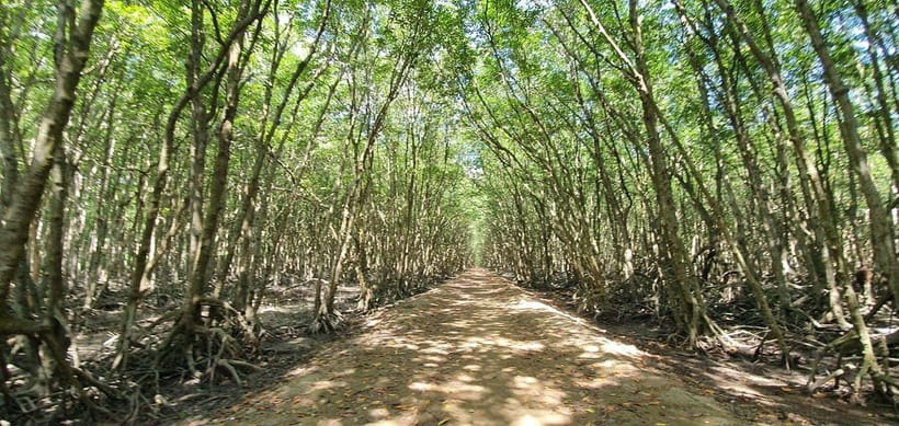 From Ho Chi Minh: Can Gio Mangrove & Monkey Island Day Trip - Can Gio fish market: seafood sights and practical buying tips