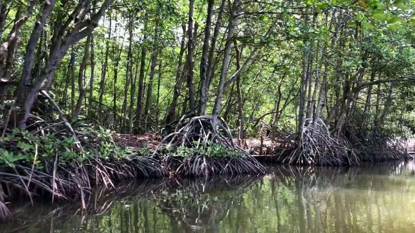 From Ho Chi Minh: Can Gio Mangrove & Monkey Island Day Trip - Getting there and back: timing, comfort, and group style