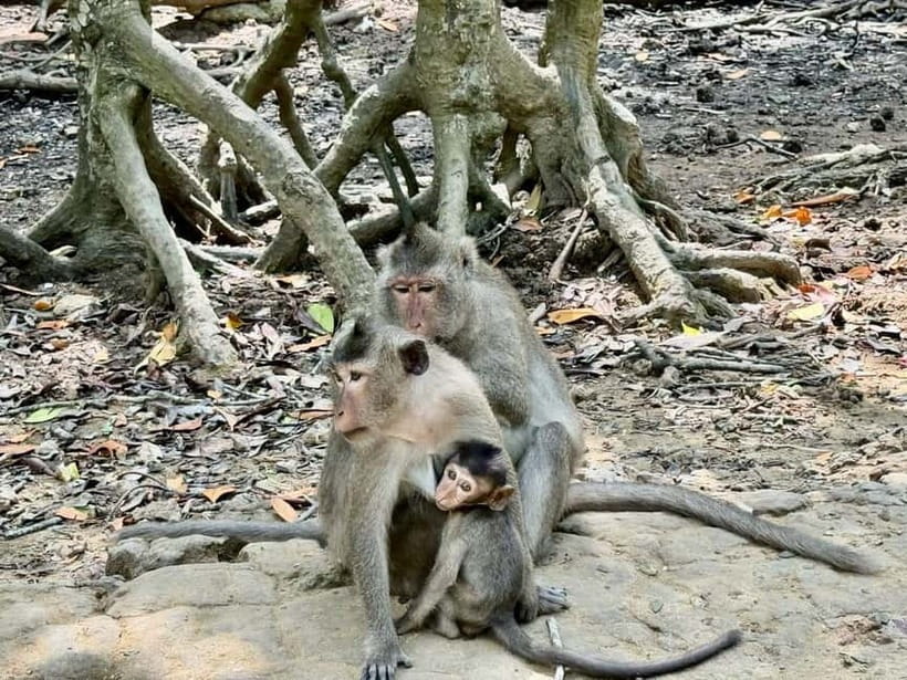 From Ho Chi Minh: Can Gio Monkey Island & Mangrove Tour - Language, pickups, and extra fees: check these before you commit