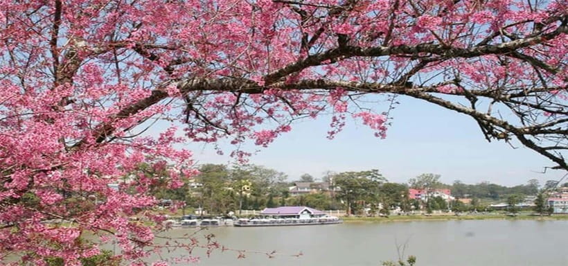 From Nha Trang: Best Seller Top Site Luxury Da Lat City Trip - Bao Dai King Palace: history, photo stops, and real context