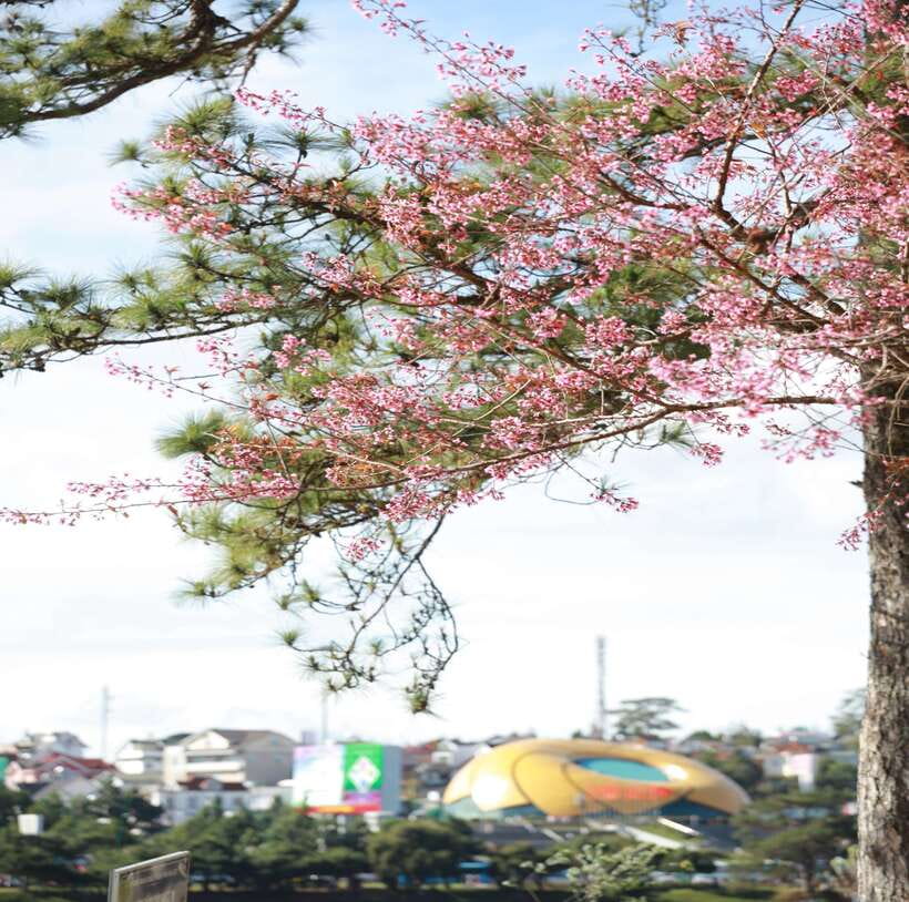 From Nha Trang: Day Trip to DaLat with Lunch - Dalat’s “City of Eternal Spring”: pine trees, mist, and French bones