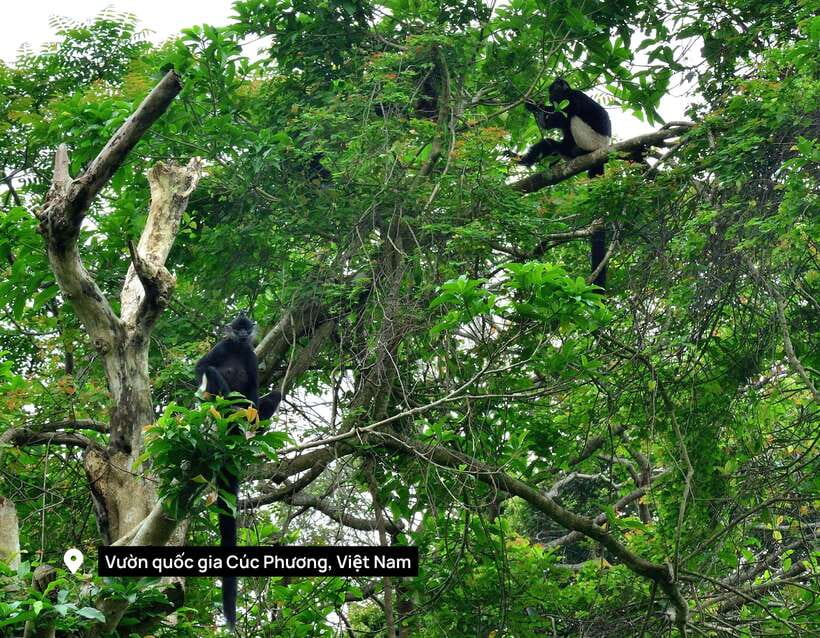 From Ninh Binh Small Group Discover Cuc Phuong National Park - Key Highlights I’d Prioritize