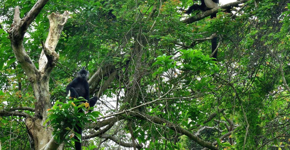 From Ninh Binh Small Group Discover Cuc Phuong National Park - Two Hikes After 13:30: 1000-Year Tree vs Ancient Tree