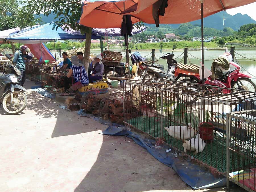 From Sa Pa: Sunday Bac Ha Market Group Tour - Price and logistics: what $28 really covers