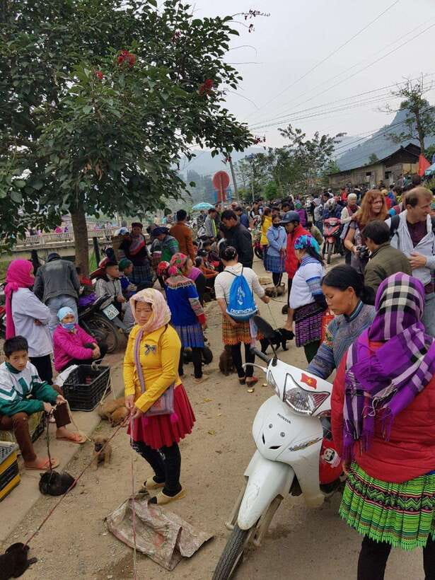 From Sapa: 1D Local Bac Ha Sunday Market Tour - Best seller - The animal market segment: plan for sensitivity