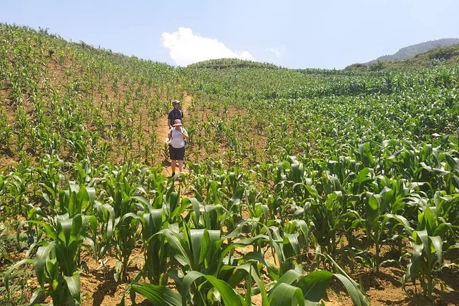 From Sapa: 2-Day Trek Through Authentic Villages in North - Sapa - Food You’ll Actually Care About: Lunches Included, Drinks Extra