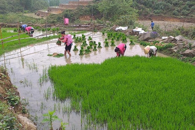 From Sapa: 2-Day Trek Through Authentic Villages in North - Sapa - Getting Going: Pickup, Timing, and the 9:00 AM Start