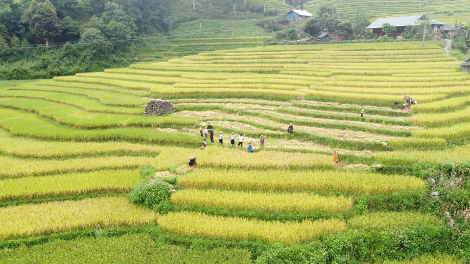 From Sapa: Terrace Fields and Local Villages Trek with Lunch - Lai Chai Village and Ethnic-Minority Culture (With Actual Questions)