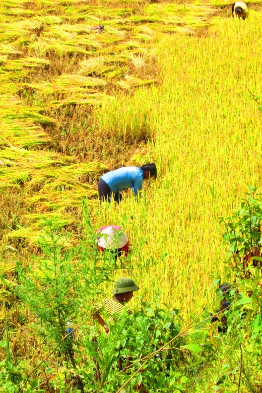 From Sapa: Waterfalls, Trekking and Tribal Villages Tour - 4 hours of walking: rice paddies, corn fields, and real footpaths