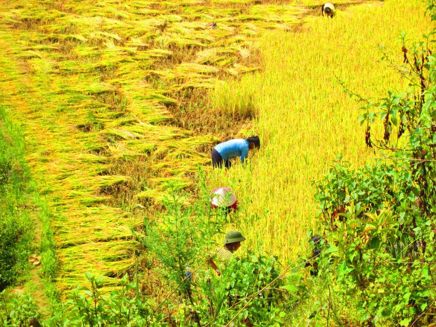 From Sapa: Waterfalls, Trekking and Tribal Villages Tour - Ta Phin Village and meeting the Red Dzao (plus Hmong context)