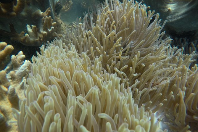 Full-day Cham Islands Cruise from Hoi An with Underwater Walking Excursion - Hon Nhơn beach and underwater walking: the guided helmet experience