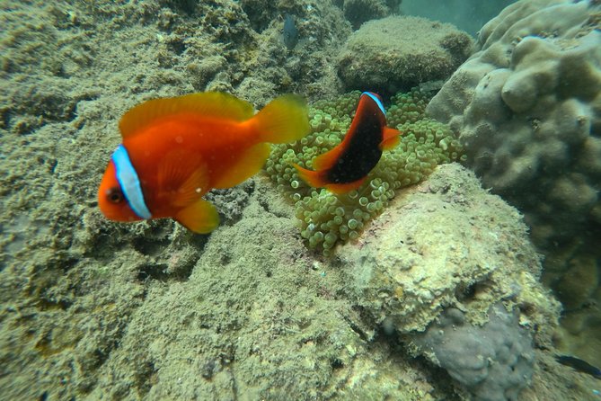 Full-day Cham Islands Cruise from Hoi An with Underwater Walking Excursion - Swimming and snorkeling time: where you’ll actually cool down