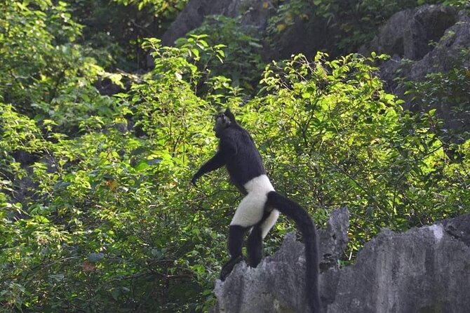 Full-Day Cuc Phuong National Park Hiking Tour - Key things that make this tour worth your time