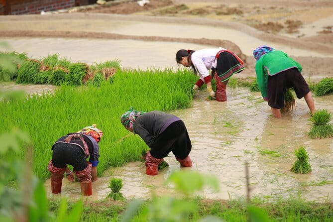 Full Day Cultural Tour in Sapa Terraces - A Full Day Through Ta Van, Y Linh Ho, and Lao Chai Terraces