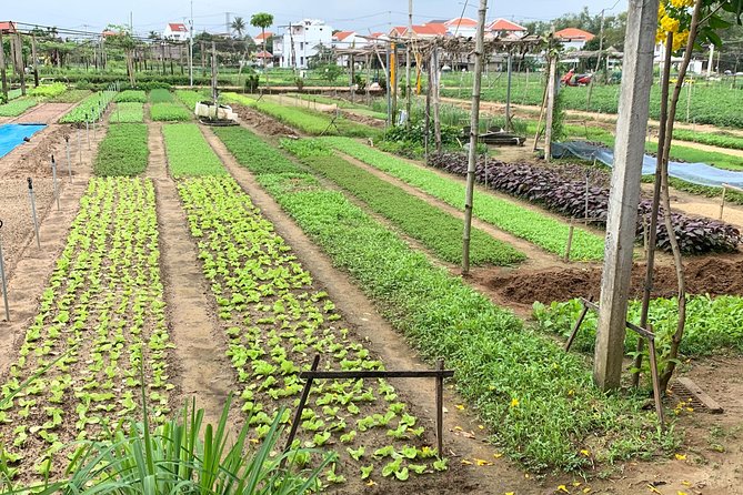Full Experience Tour: Cooking Class & Basket Boat at Eco-Village - Why This Tra Que Eco-Village Day Feels More Real Than a Typical Hoi An Tour