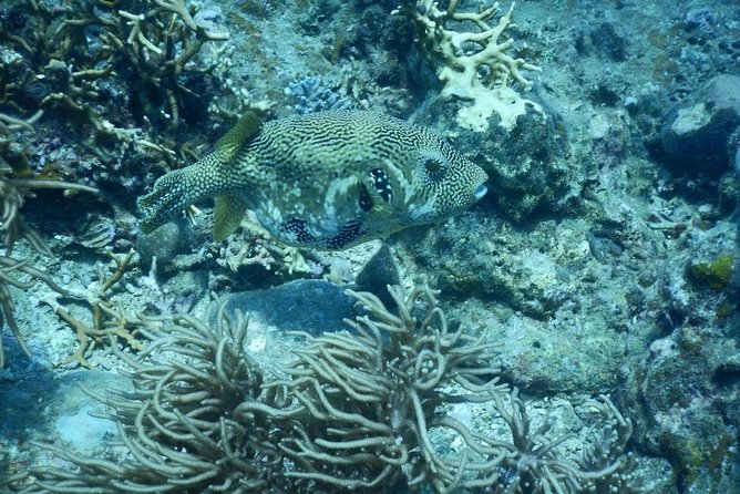 Fun Dives - Guided Dives for Certified Divers - Getting picked up and to the meeting point