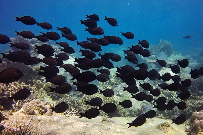 Fun Dives - Guided Dives for Certified Divers - What’s included (and what you must bring)