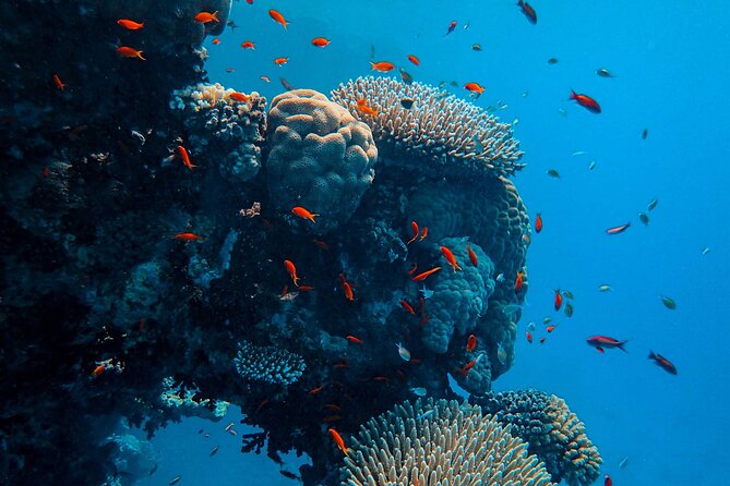 Fun Diving for Certified Divers at Phu Quoc Islands - Why This Phu Quoc Reef Trip Feels Worth the Time