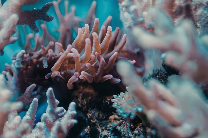Fun Diving for Certified Divers at Phu Quoc Islands - What You’ll See Around the An Thoi Reef Structure