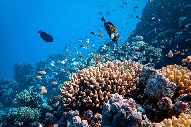 Fun Diving for Certified Divers at Phu Quoc Islands - Safety and Gear: Daily Maintenance and a Provided Computer