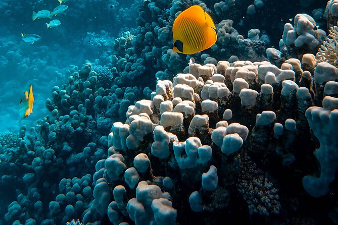 Fun Diving for Certified Divers at Phu Quoc Islands - Price and What You Really Get for $100