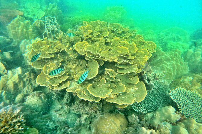 [GROUP] SCUBA DIVING For Beginners in Phu Quoc Island (TRY DIVE) - Key Highlights You’ll Care About