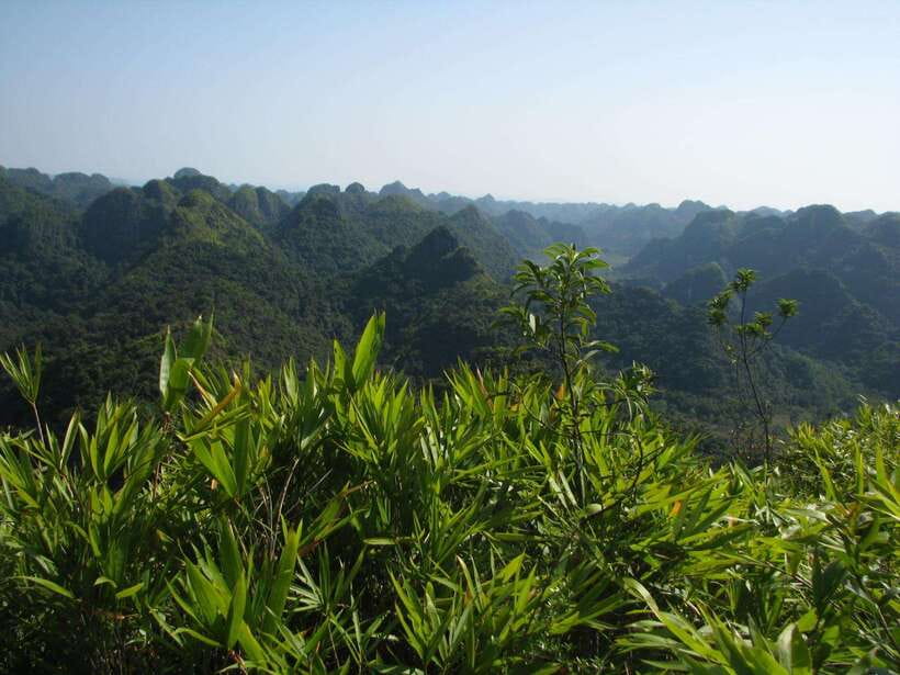 Half Day Hiking to Cat Ba National Park with a Guide - From Cat Ba pickup to the climb: what the morning or afternoon hike really means