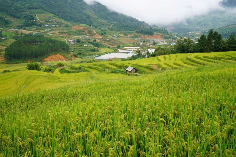 Half Day Sapa Trekking to Visit Lao Chai - Ta Van - Price and Value: What’s Included in the $22