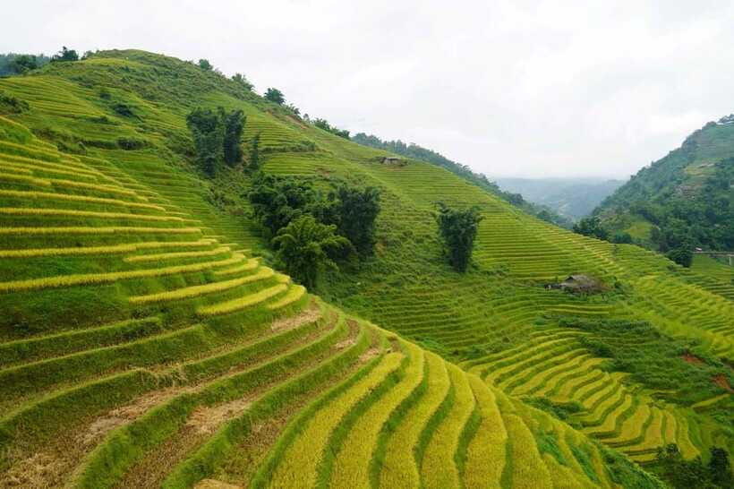 Half Day Sapa Trekking to Visit Lao Chai - Ta Van - Down Into Muong Hoa: Rice Terraces Toward Lao Chai