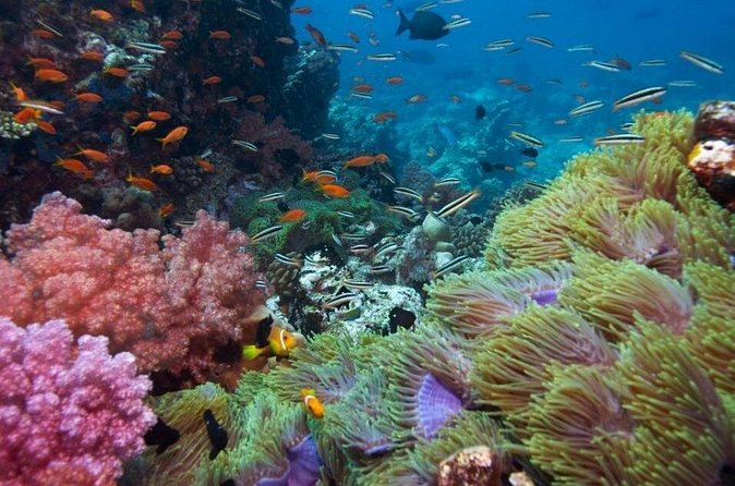 Half-day Snorkeling Experience in Phu Quoc Island - Kim Quy (Golden Turtle) or Bườm Island: first reef, good coral odds
